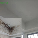 除霉劑廠家全新制定墻面發(fā)霉的方案