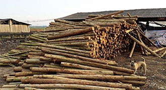 不想木材發(fā)霉，學(xué)會(huì)這幾種方法是關(guān)鍵