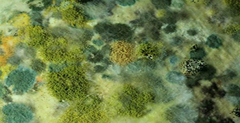 發(fā)霉的條件是什么？