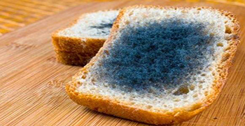 防霉劑廠家告訴你食物發(fā)霉高溫能消滅嗎？