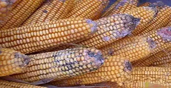 食品易發(fā)霉嗎？你可以這樣做！