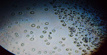 微生物活動(dòng)與衛(wèi)生清潔的關(guān)系！