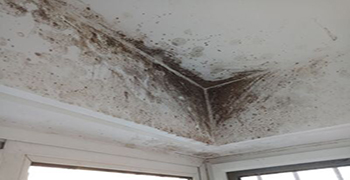 除霉——它是專(zhuān)家！