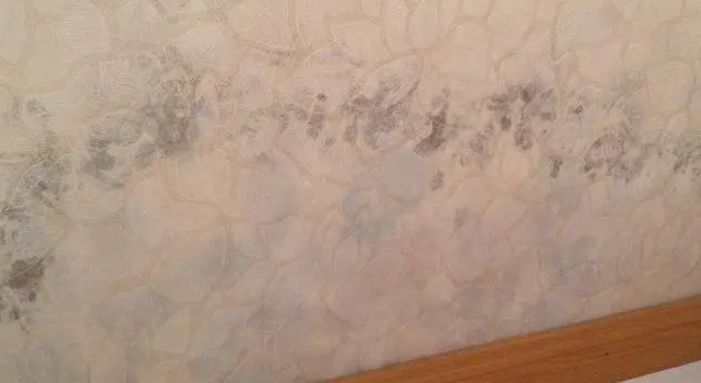 墻布防霉小知識！