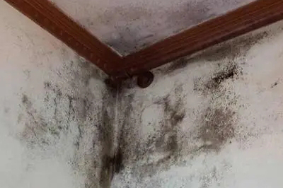 墻面發(fā)霉怎么處理？教你一招自己在家就能解決