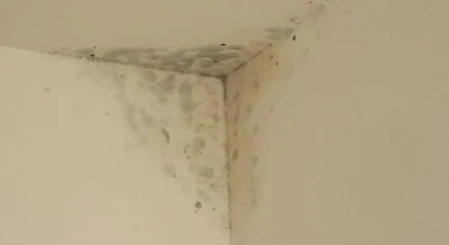 石膏板發(fā)霉的原因及除霉辦法！