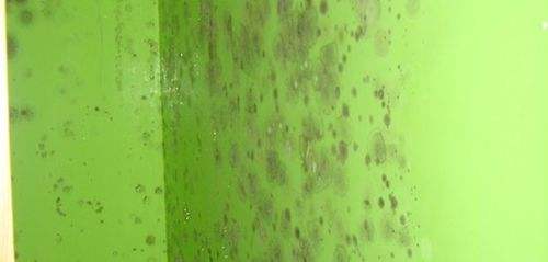 涂料發(fā)霉